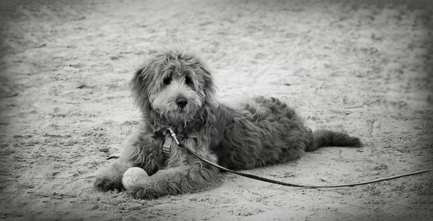 How to Train Your Goldendoodle or Labradoodle