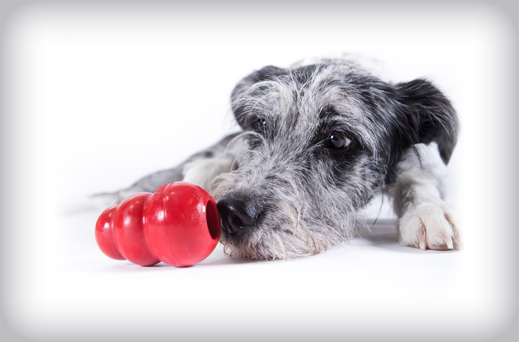 Best Toys to Keep Your Dog's Brain & Body Busy