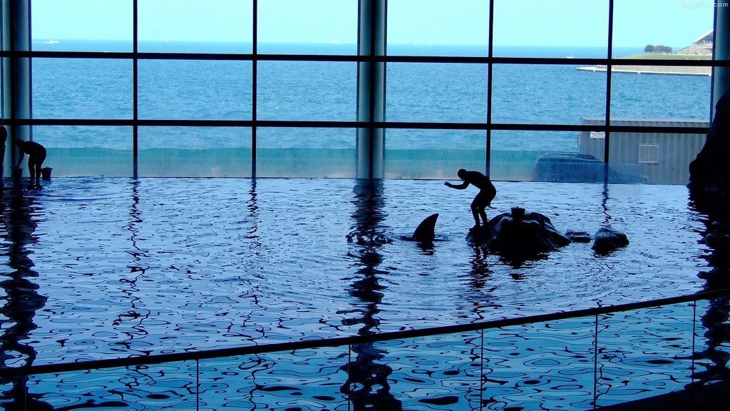 How to Train an Anxious Dog: What Dolphin Training Taught Me About My Fearful Dog