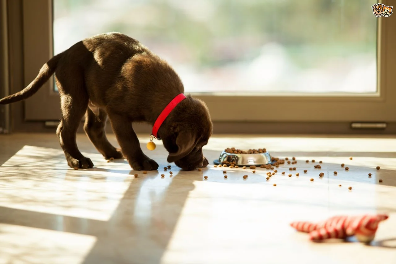 What's the Best Diet for My Dog? One Dog Food Company Is Revolutionizing the Way Our Pets Eat
