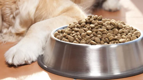 Pet food with cultivated meat will be available sooner than you think image asset