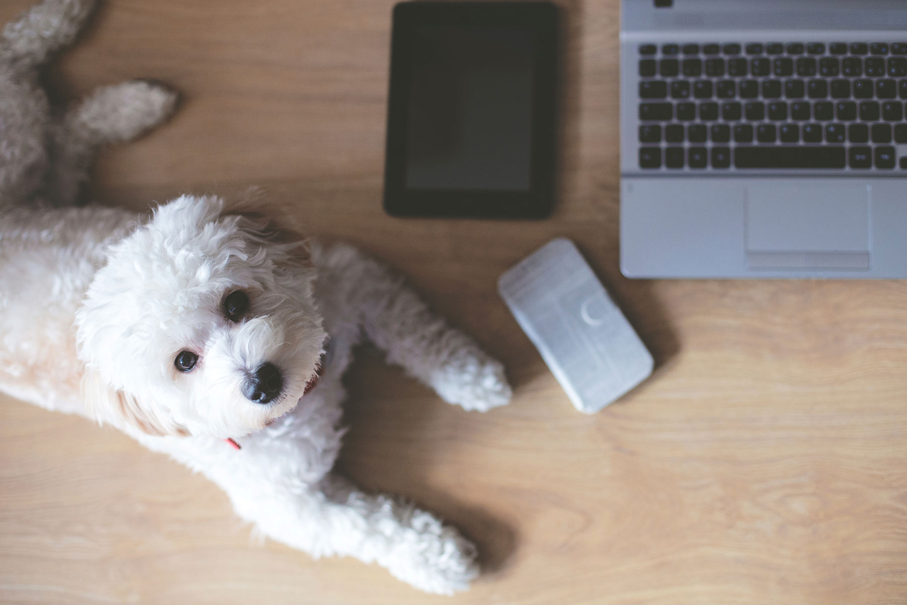 online dog behaviorist