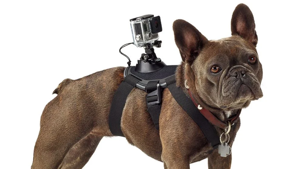 gopro_fetch_harness.jpg
