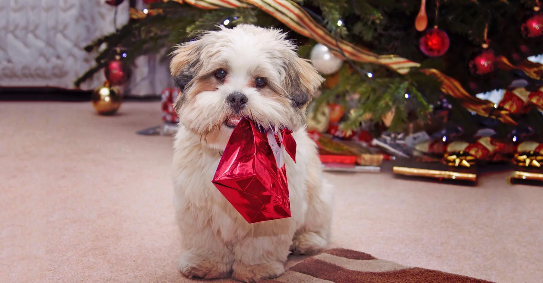 The Ultimate Gift Guide for Dog Owners and Lovers Everywhere