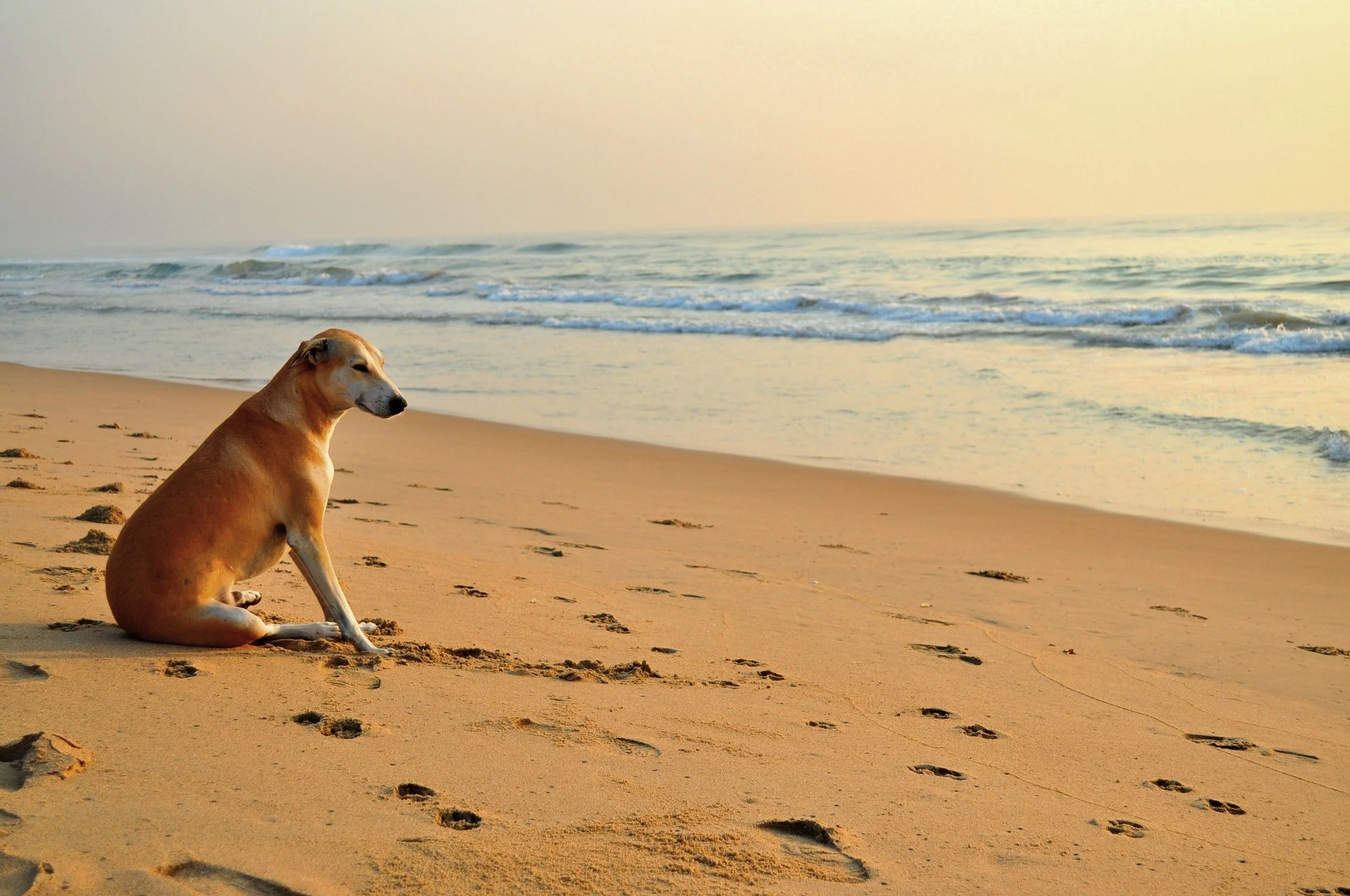 A Dog Trainer's List of the Top 10 Best Dog Friendly Places in San Diego