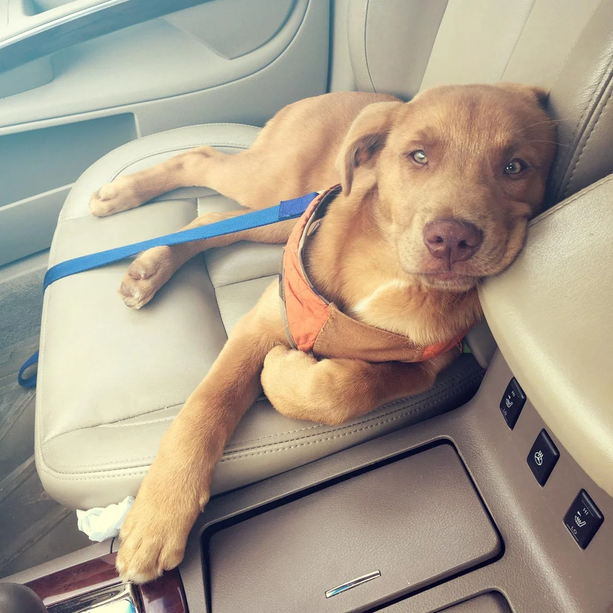 Bring a home a new puppy isn't the first step, hiring a dog trainer is!
