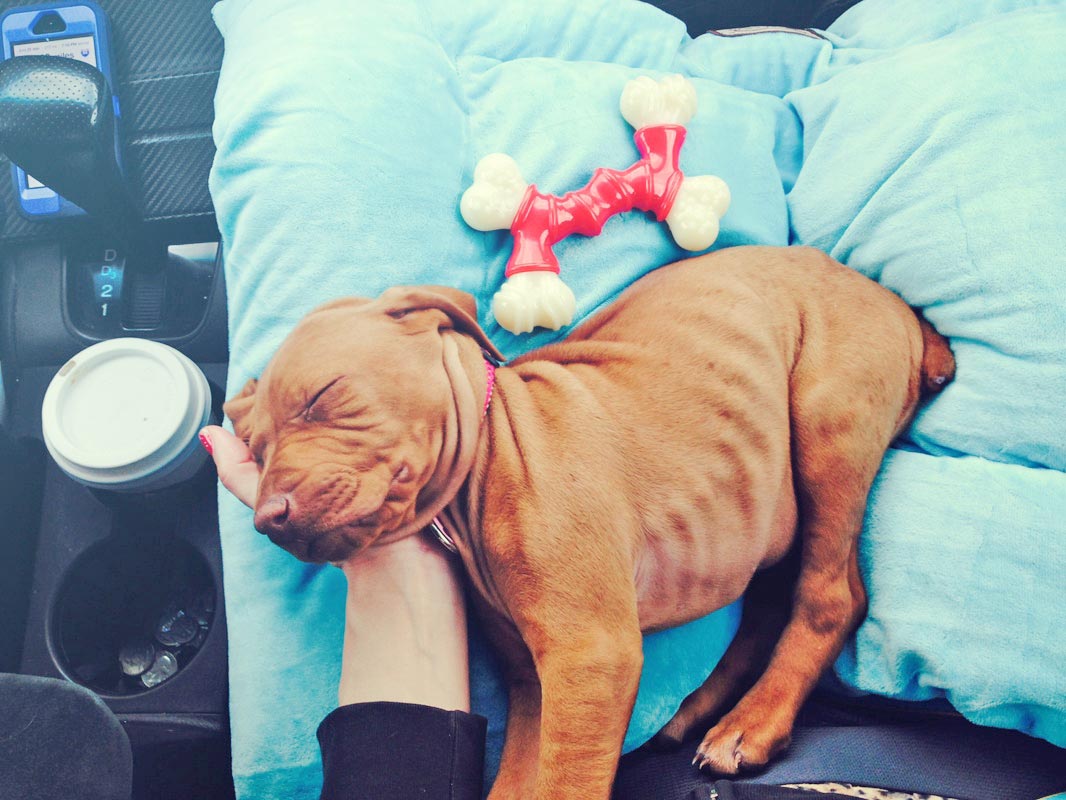 How to be prepared for when you first bring your dog home.