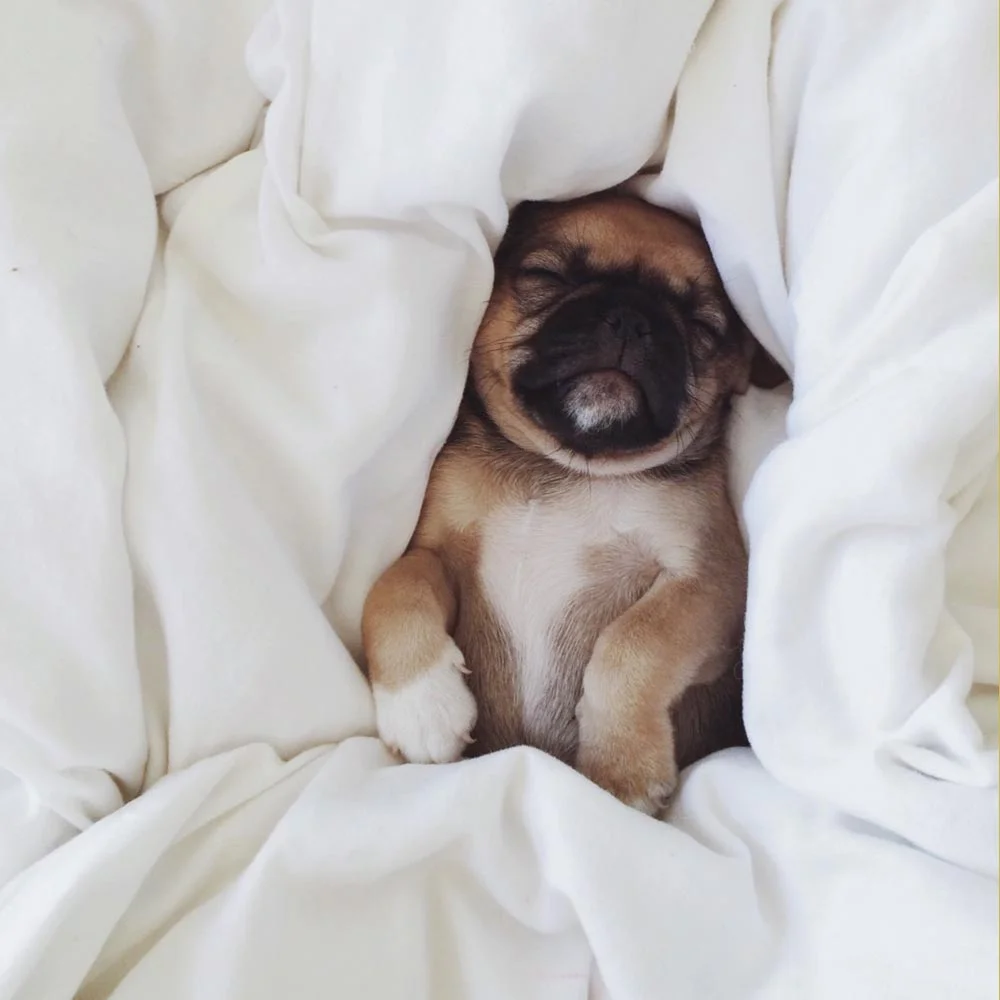 Bringing a new puppy home can look a lot like this believe it or not.