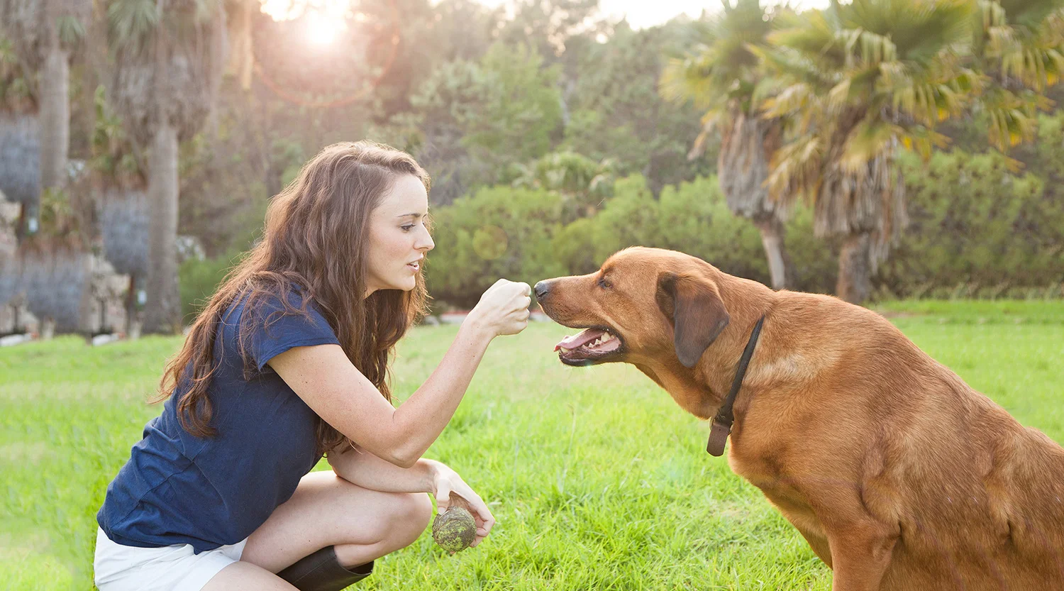 Want To Hire a Dog Trainer? Here Are Some Simple Tips! [Video] — Tully's  Training