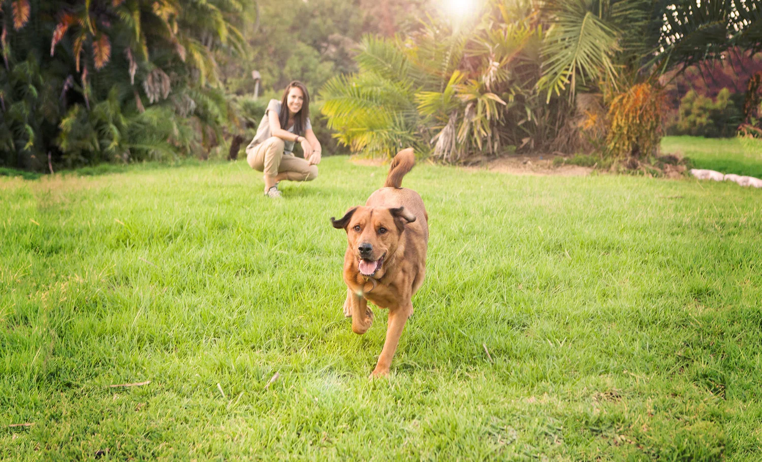 How to Teach Your Dog To "Come" When Called in 3 Simple Steps [Video]