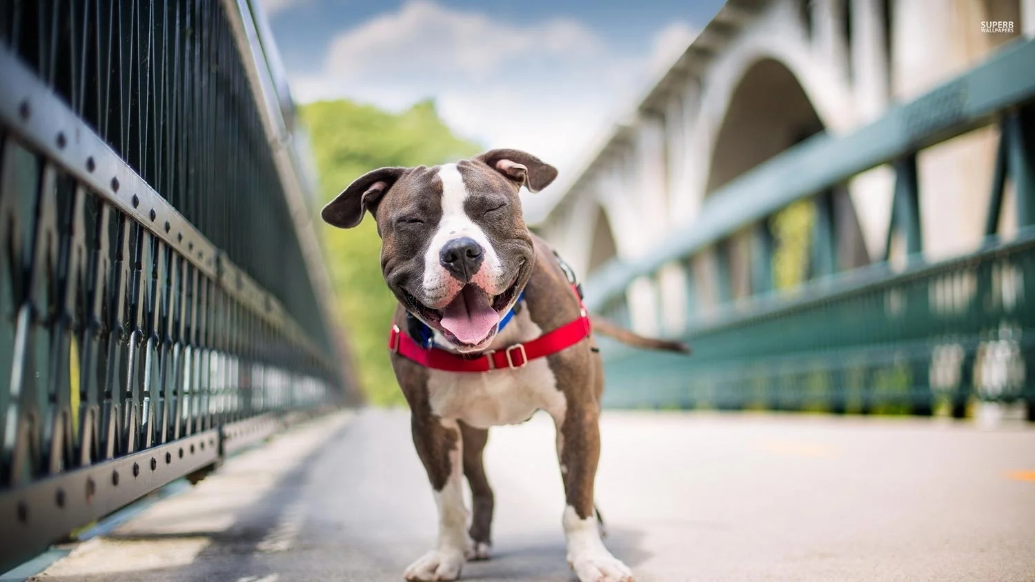 How to Train Your Pit Bull [Video]