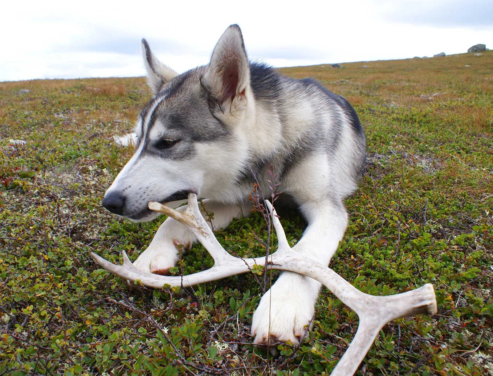 dog_chews.jpg