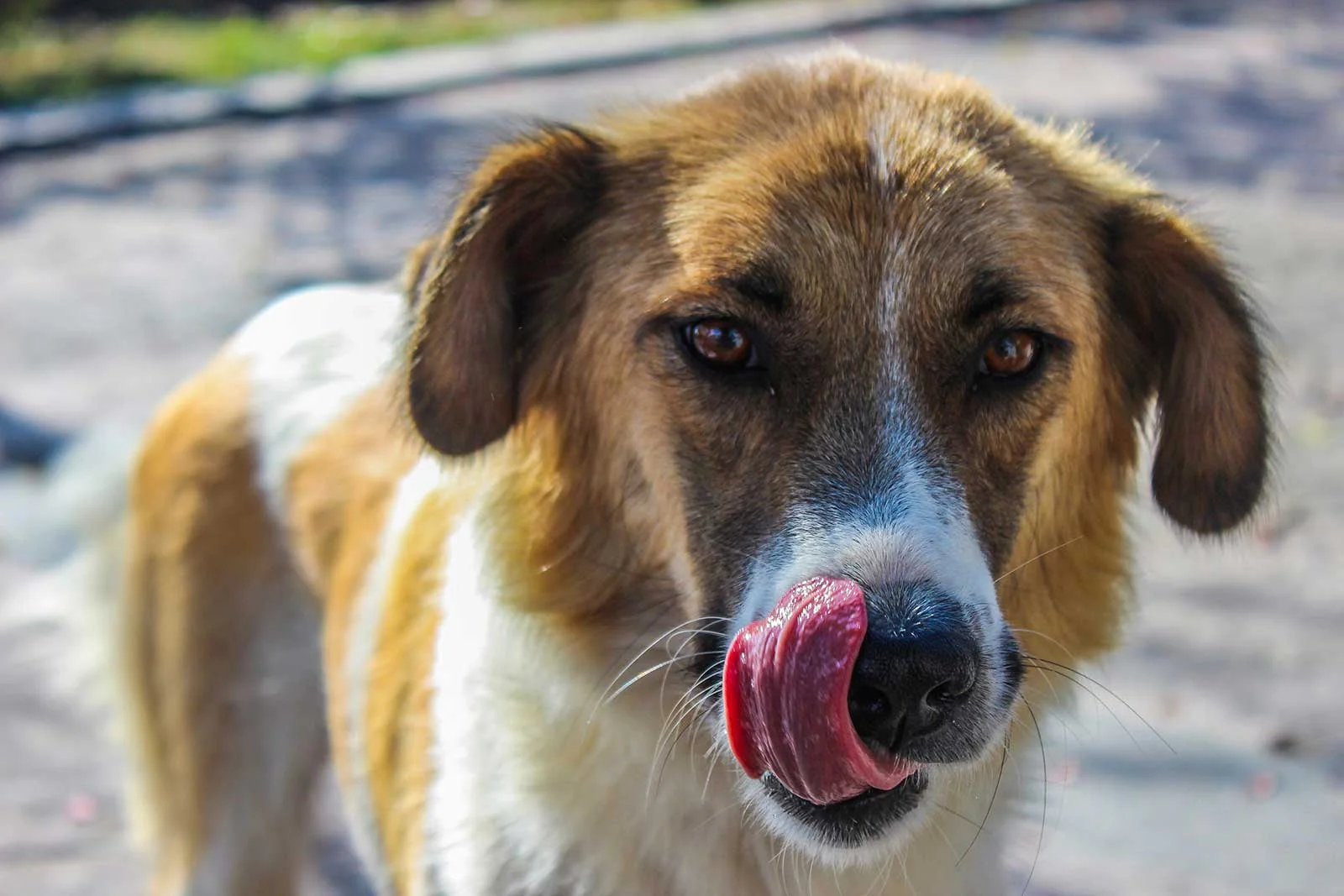 dog_body_language_calming_signals.jpg