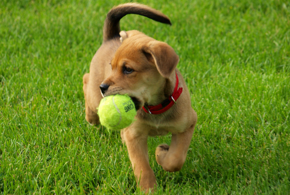 https://images.squarespace-cdn.com/content/v1/51159152e4b04512ec7cca6c/1515560236778-CFRDNKISLVVF1UGTV5QN/Puppy+Playing+Fetch