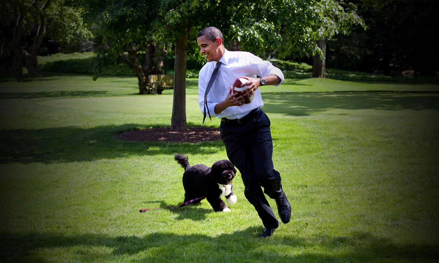 10 Games to Play With Your Dog for Enrichment — Tully's Training