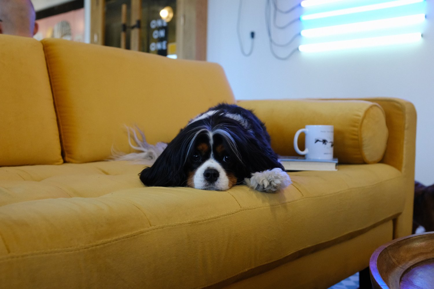 12 Rainy Day Entertainment Ideas To Keep Your Dog Busy - BARK Post