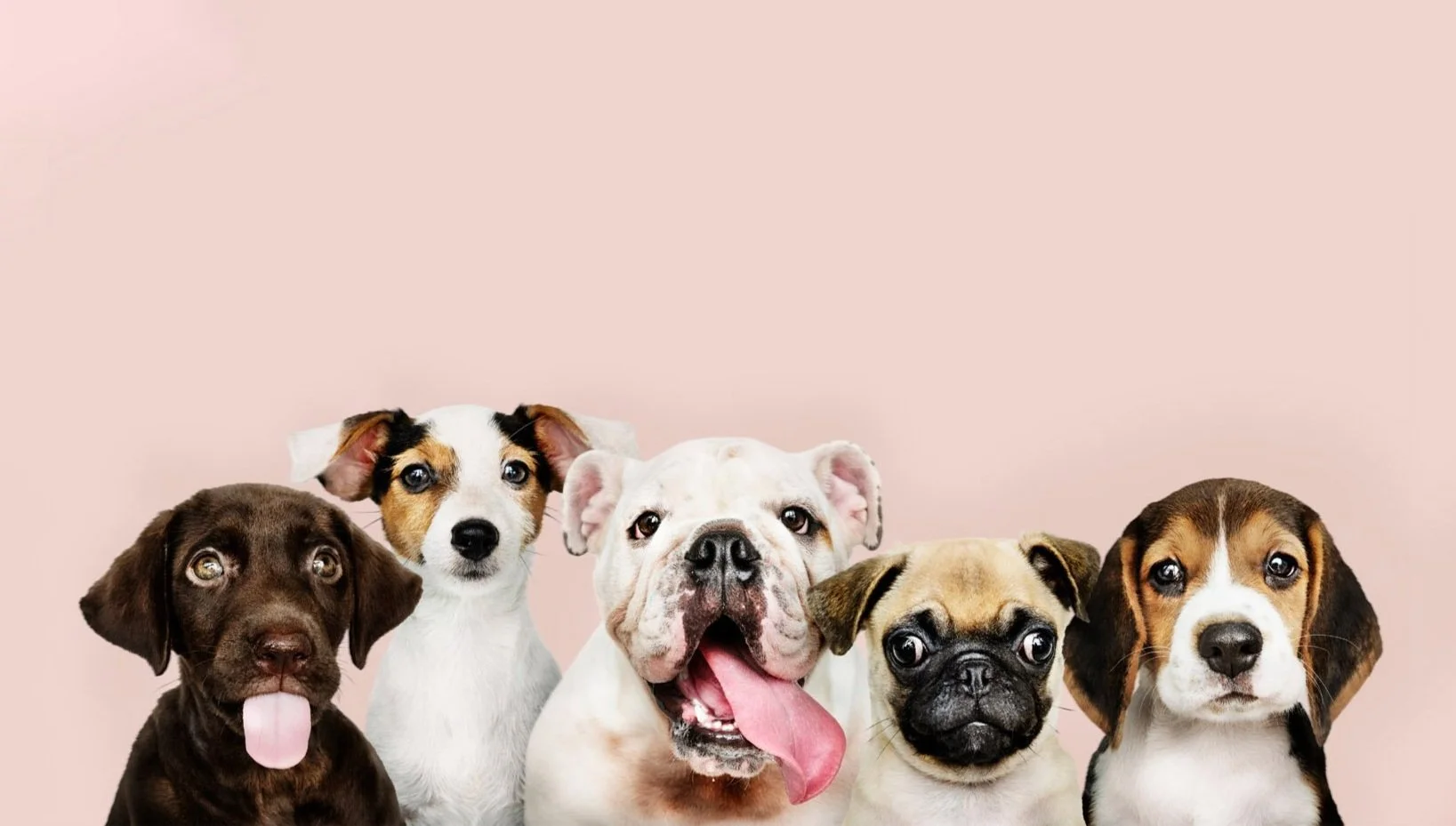 group-dog-training-classes-header.jpg