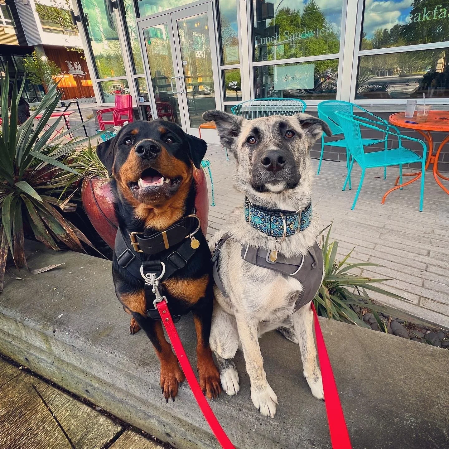 Enrichment on the Go: Making the Most of Every Walk