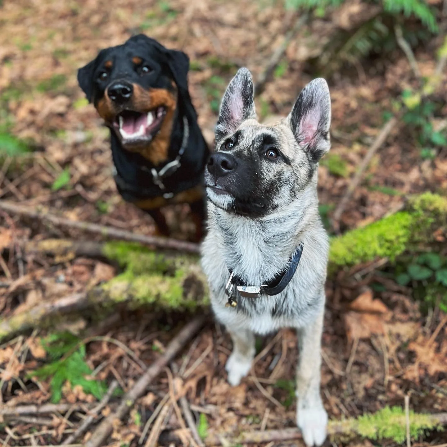 Safe Dog Play Starts Here: What Every Dog Owner Should Know About Body Language