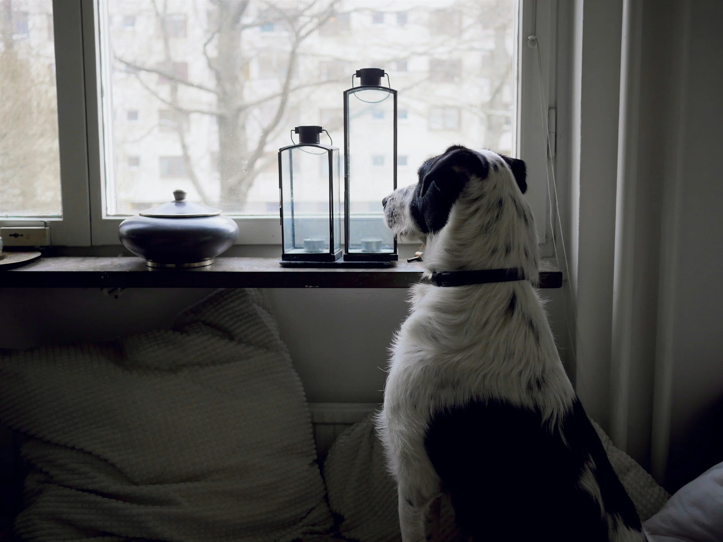 The First Step to Treating Dog Separation Anxiety: Stop the Absences