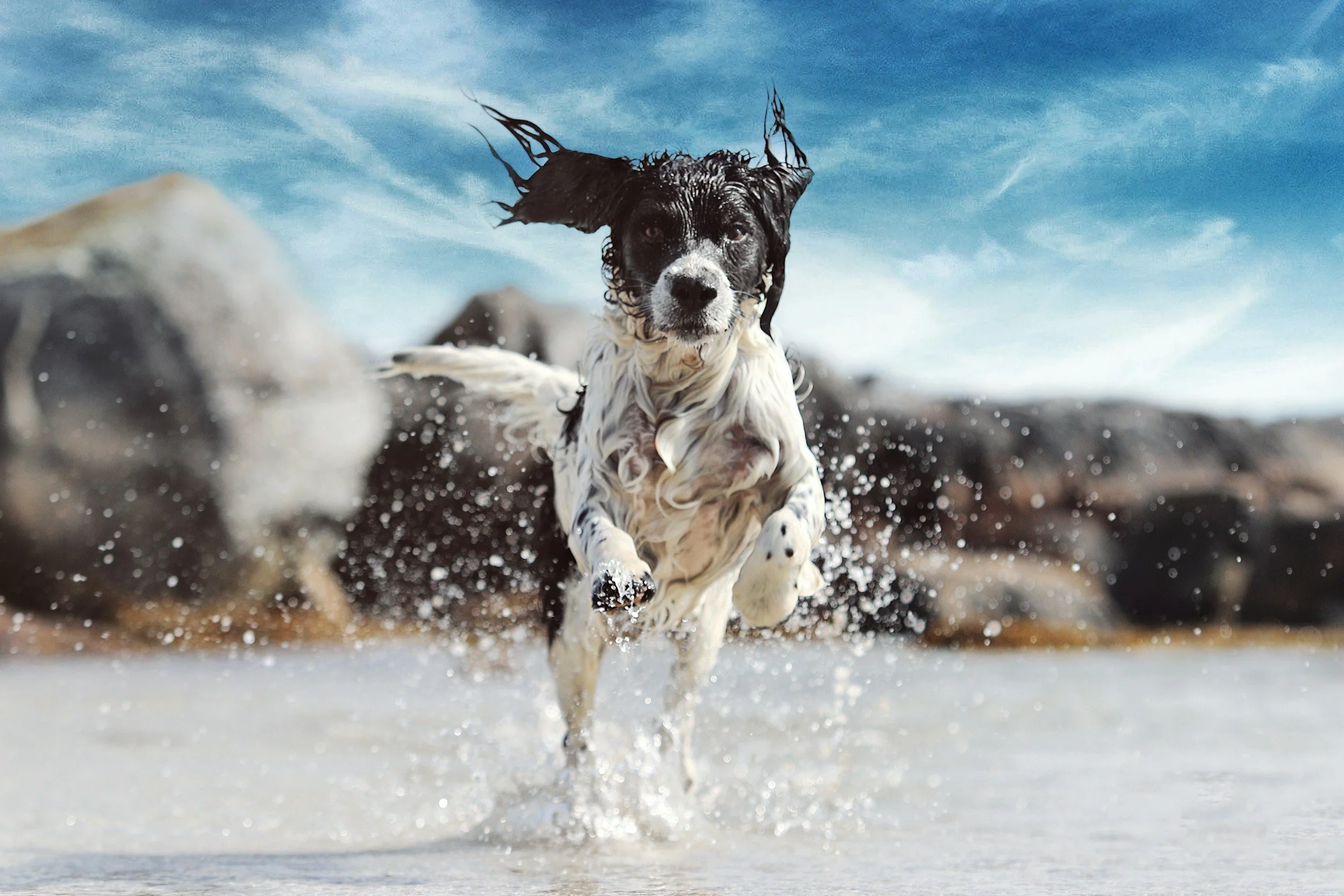 black anf white dog running through the water at the beach