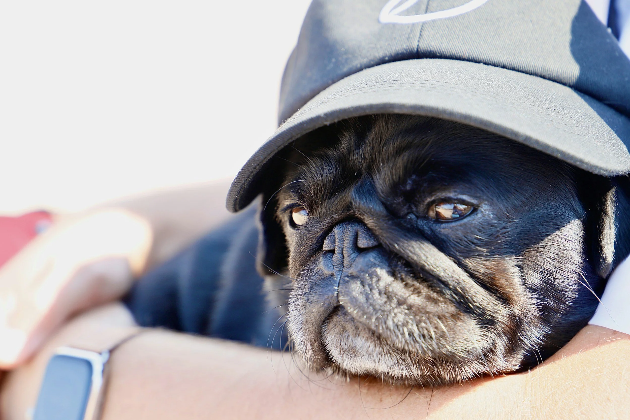 black pug in a baseball cap
