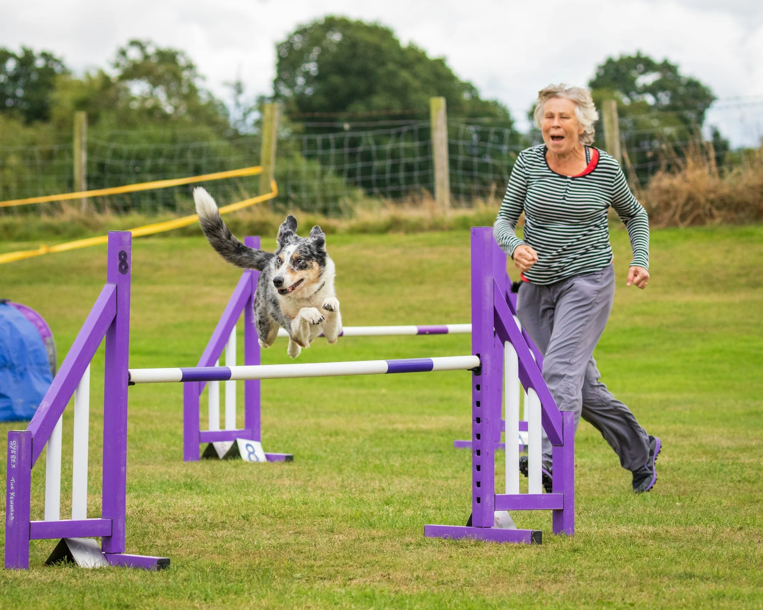 dog jumping over agility jump with woman running with him