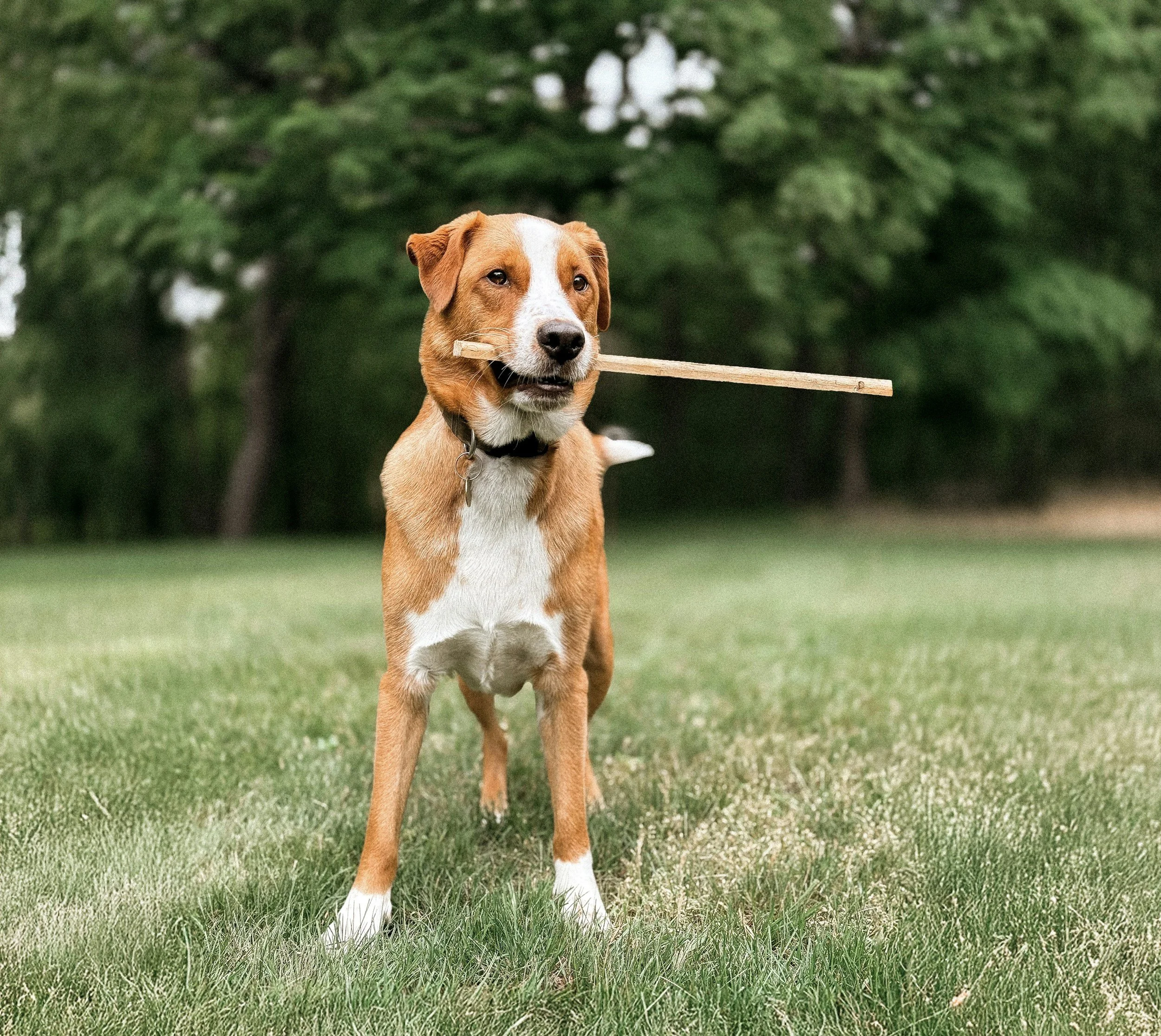 brown and white dog in yard with stick