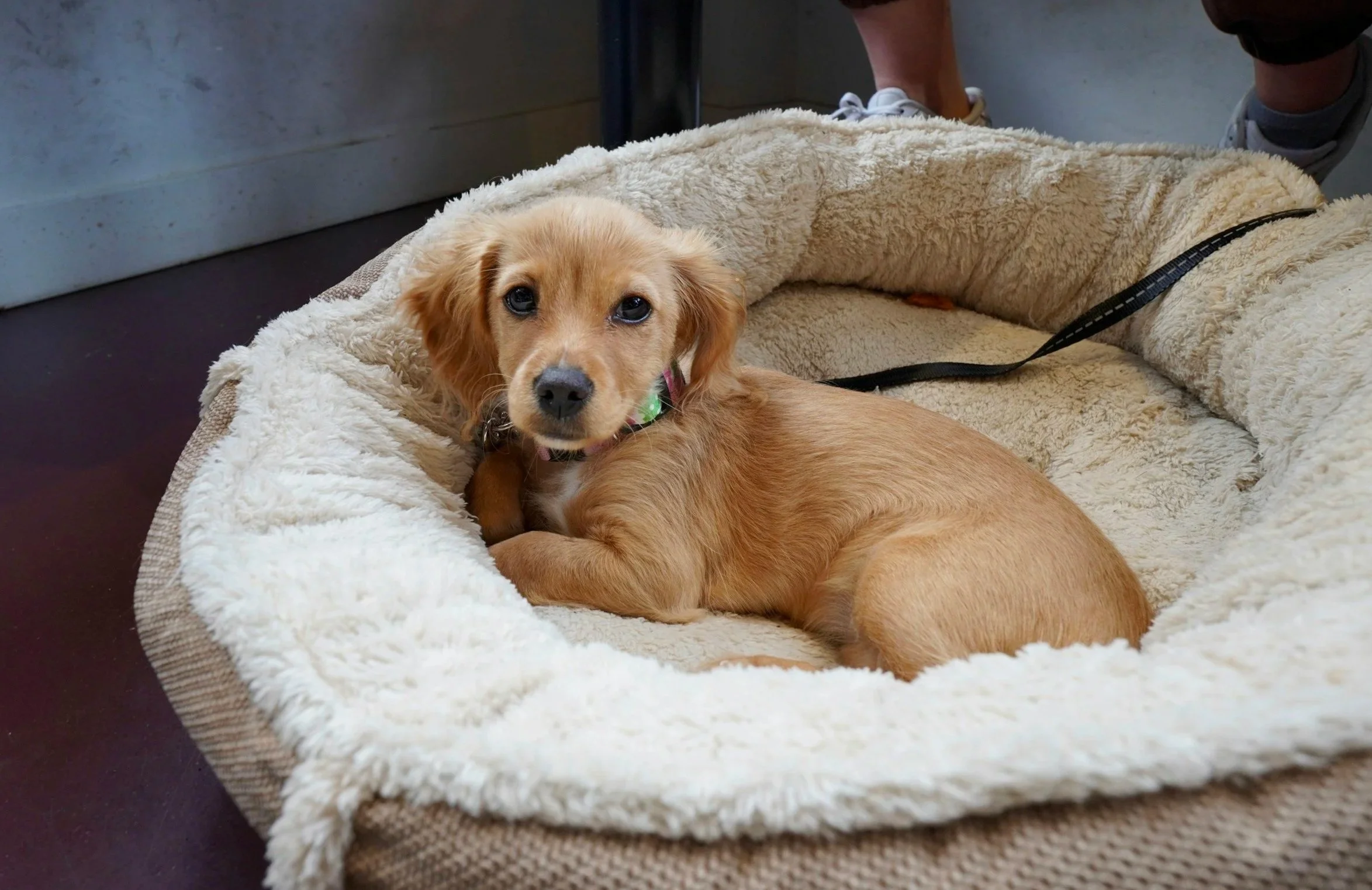 tan fluffy puppy on a dog bed
