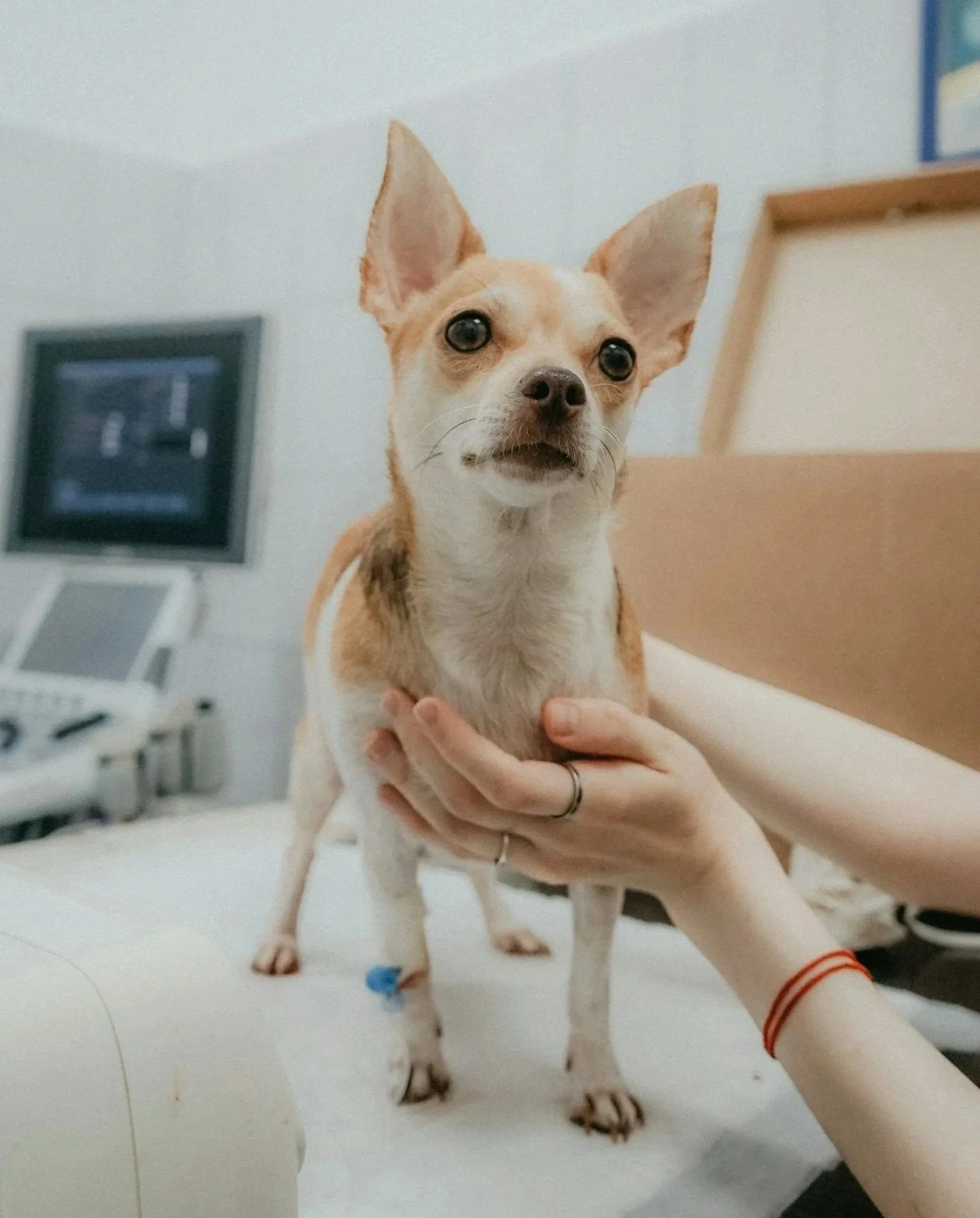Vet Visits Without the Drama: How to Socialize Your Puppy or Dog for a Stress-Free Experience