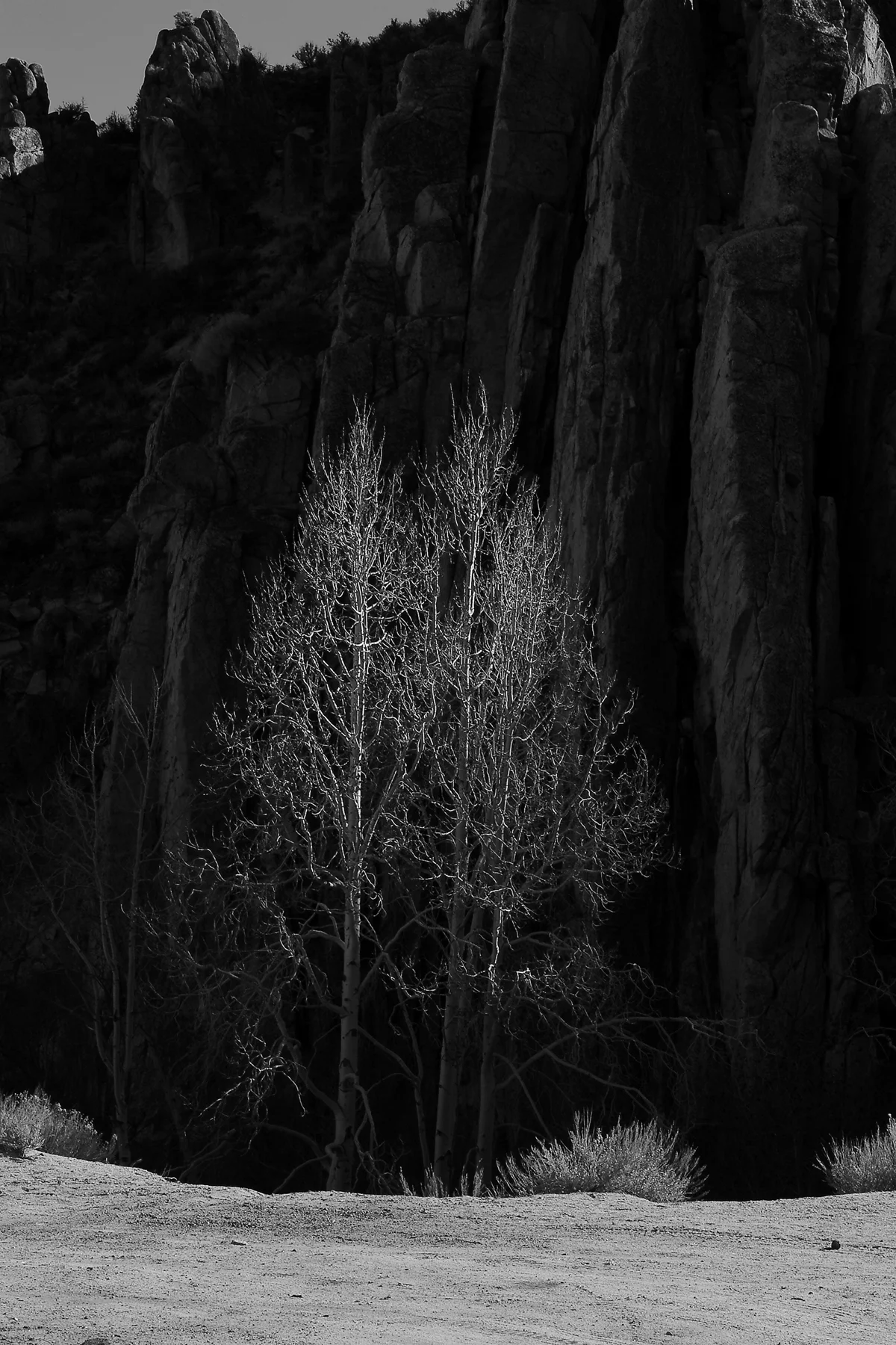 trees againts rocks2 13x19.jpg