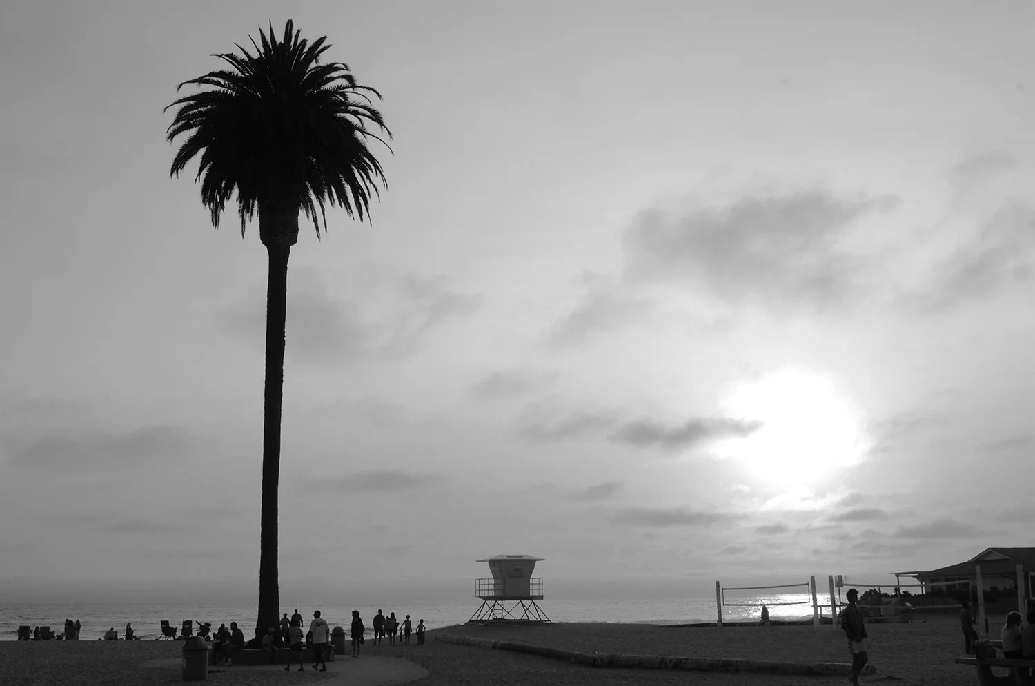 PALM TREE AT BEACH CALI bw2.jpg