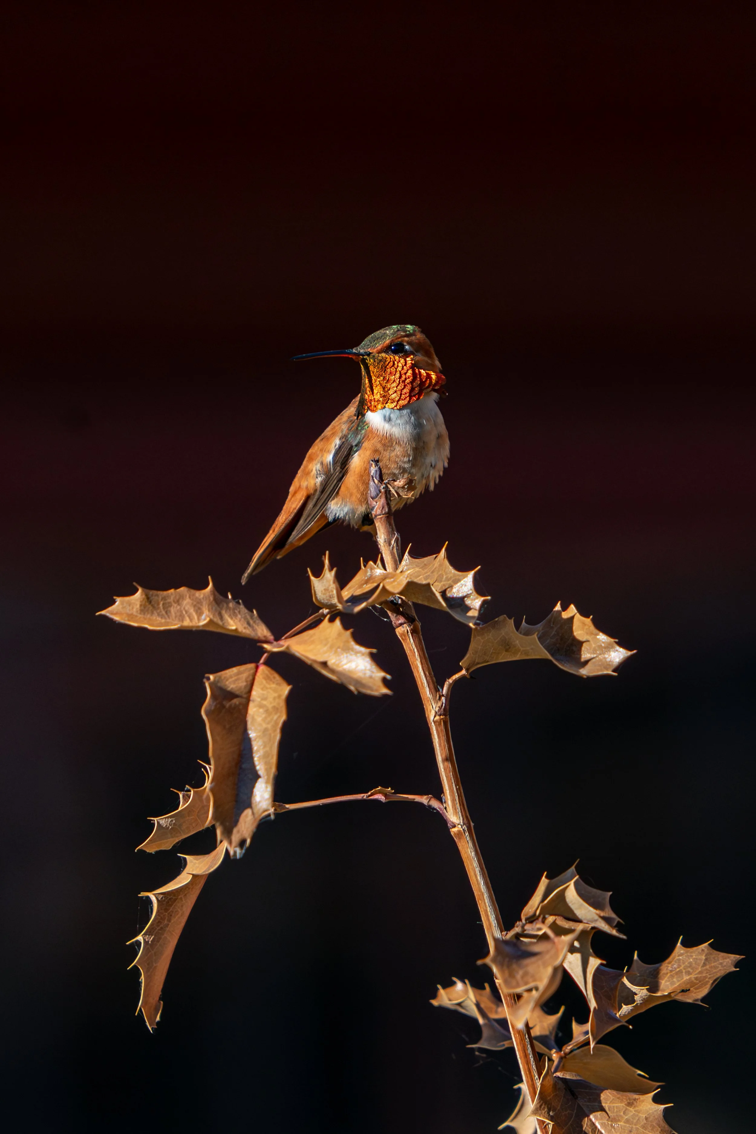 Art_Webster_Rufous_Hummingbird.jpg