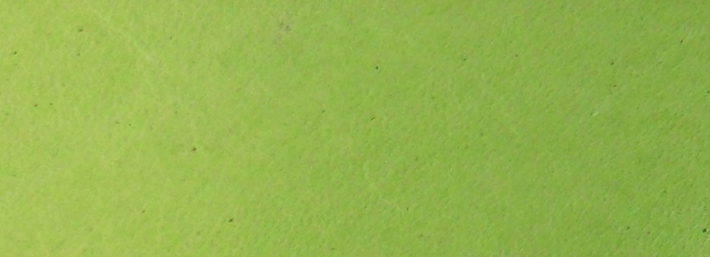 Pistachio NL
