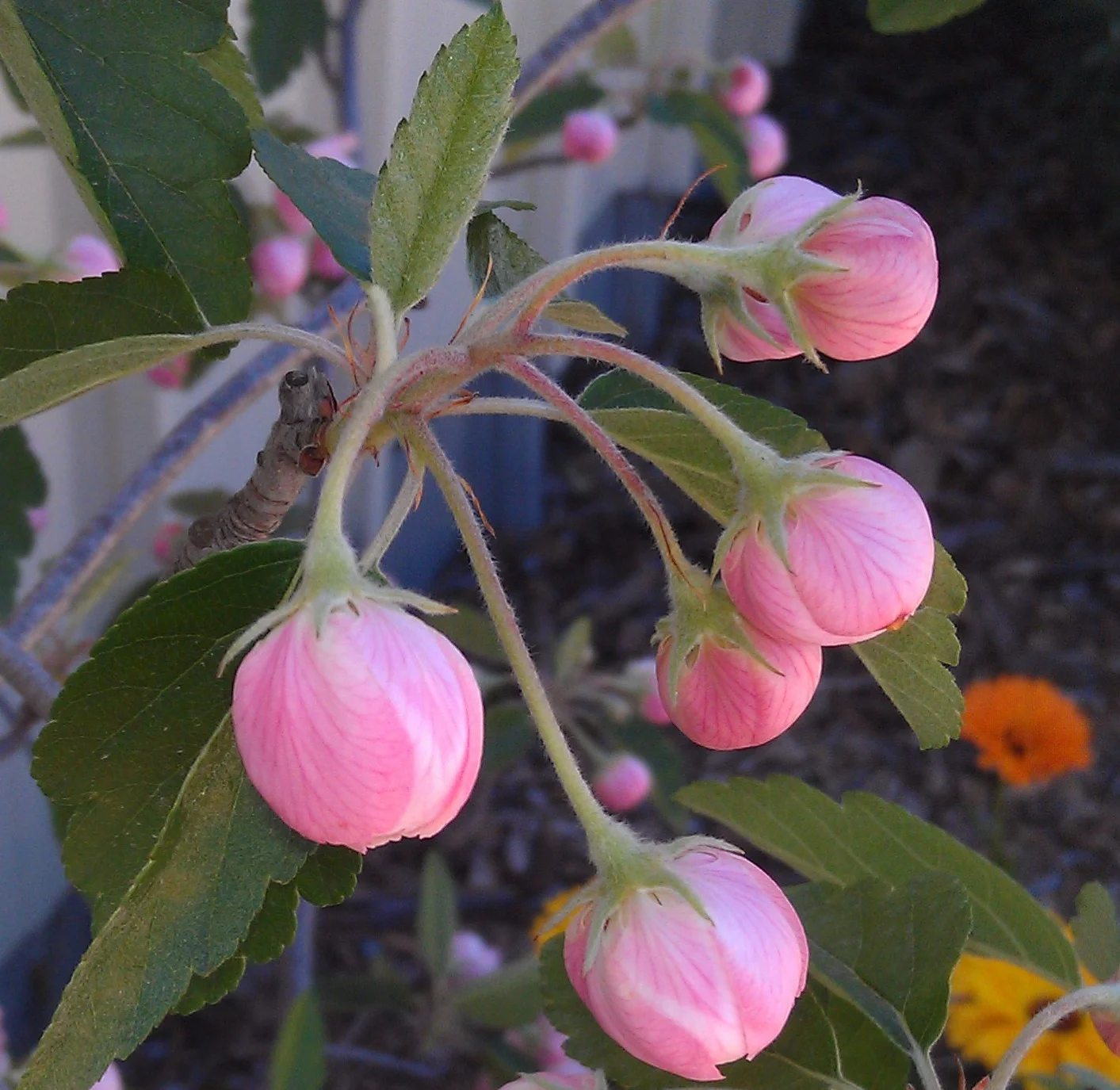IMAG0890.jpg