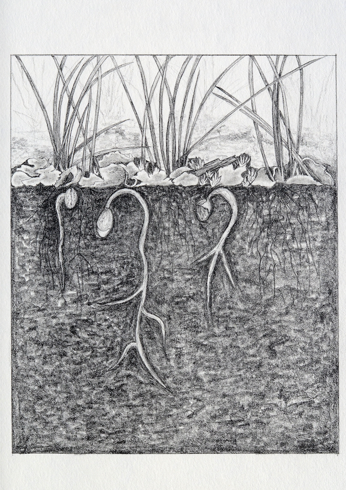 Grass Ceiling