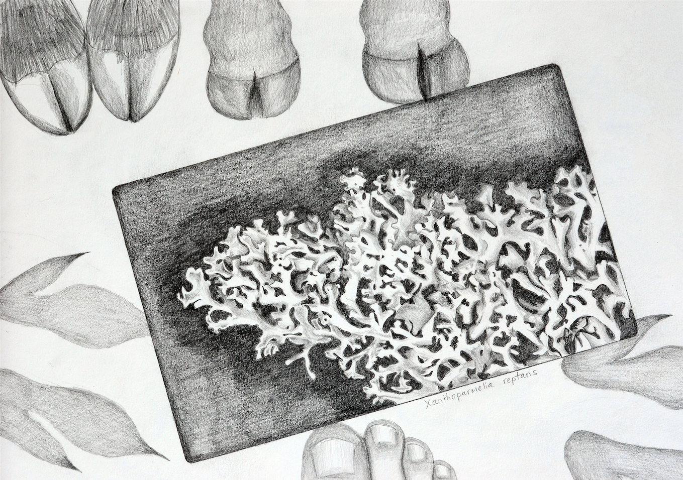 Stamping Ground