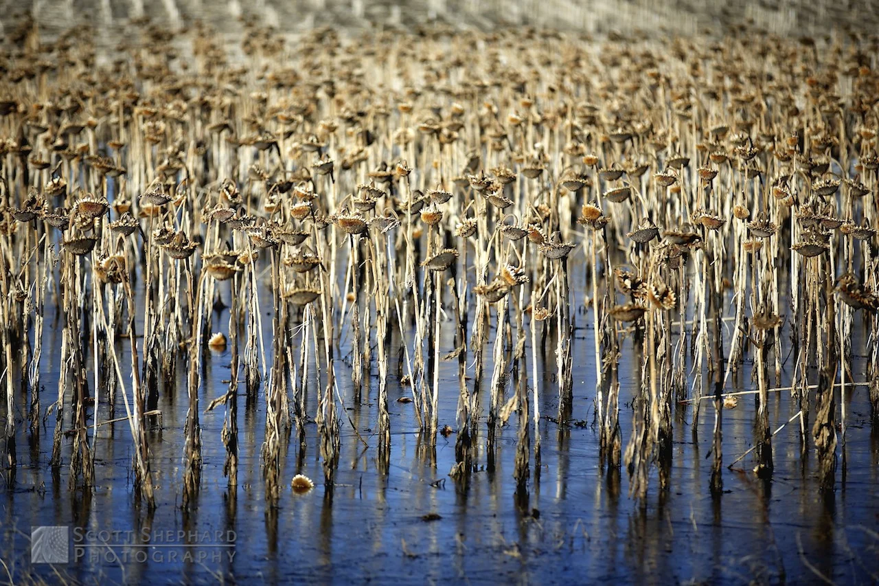 2014 03-15 Ankle Deep.jpg