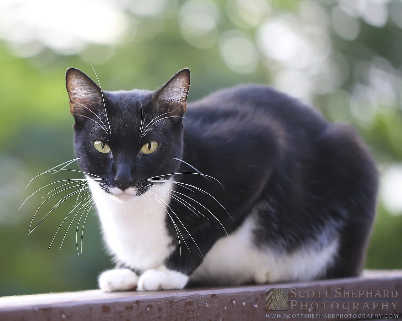 2014 09-16 Watchful by Watertown, South Dakota, photographer Scott Shephard