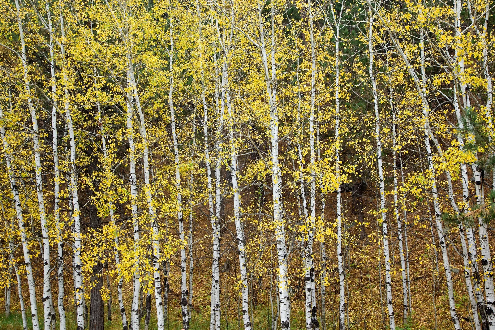 Aspen Trees