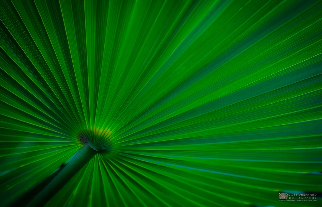 01-06-15 Green Again