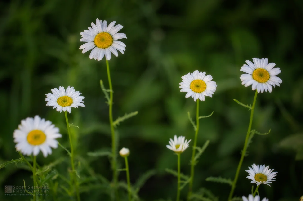 01-24-14 A Summer Place