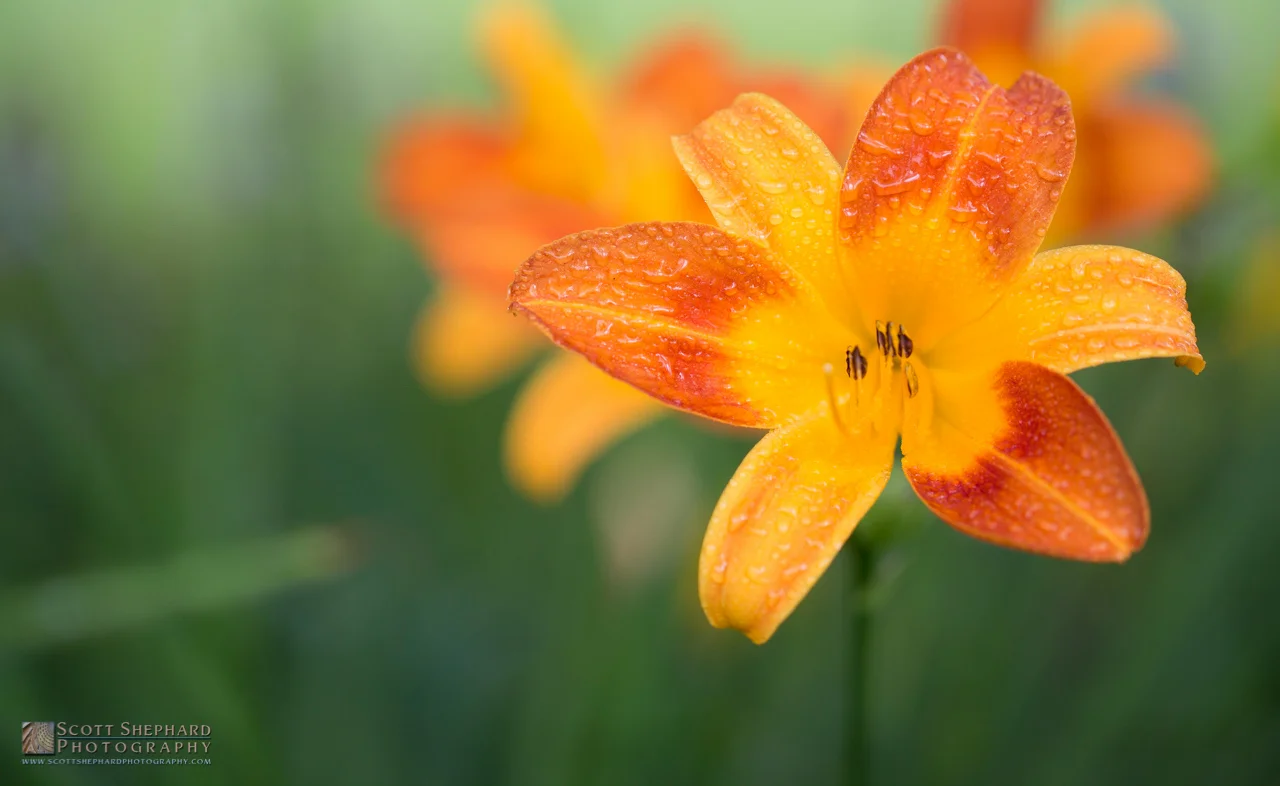 2014 09-13 Morning Dew