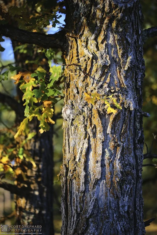 2014 09-24 The Mighty Oak by Watertown, South Dakota, photograph