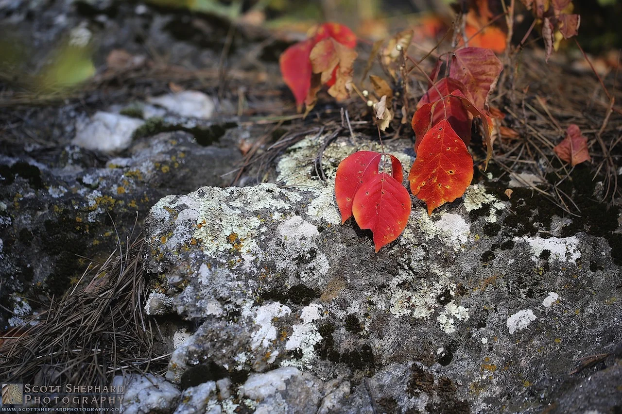 2014 09-25 Beautiful Poison by Watertown, South Dakota, photogra