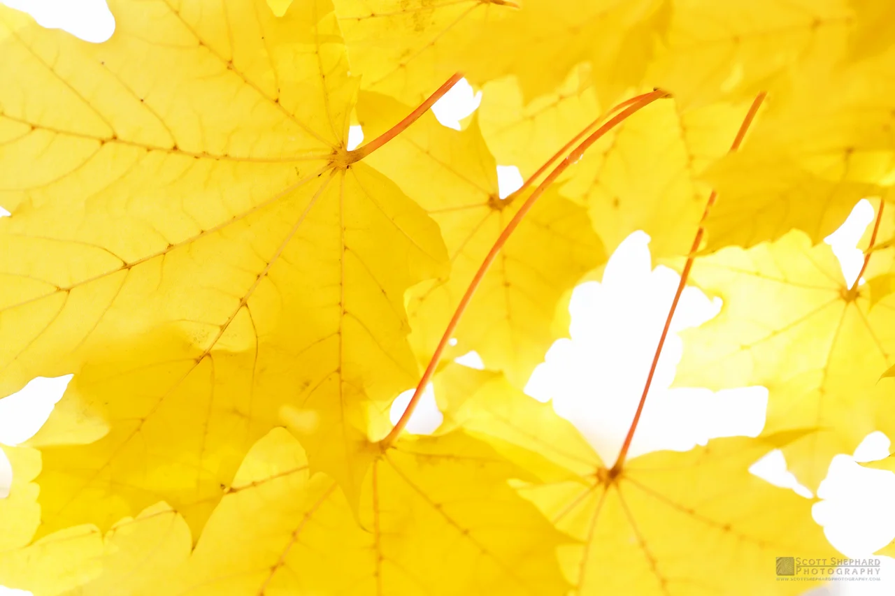 2014 10-23 Yellow.jpg