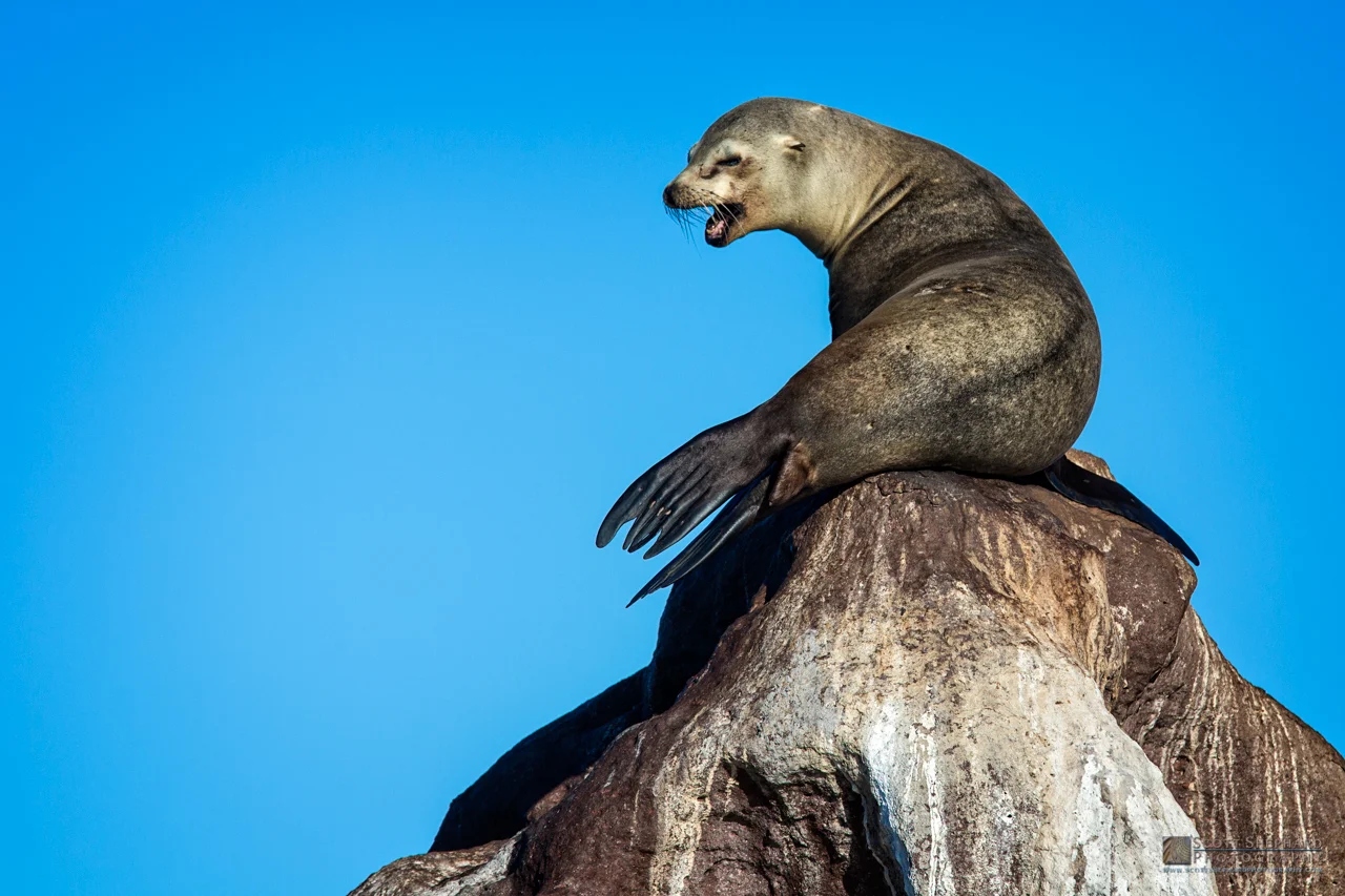 02-13-15 King of the Hill