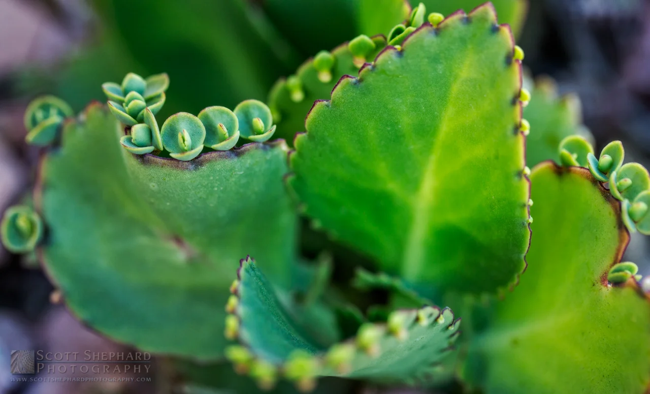 02-16-15 Little Universe