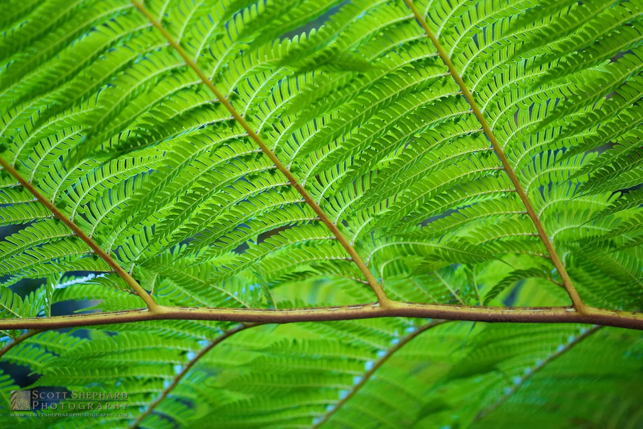 02-24-15 Linear Green