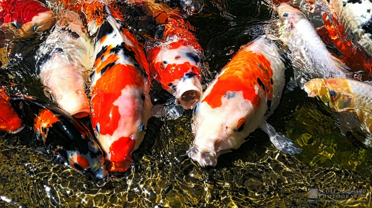 Something Fishy
